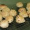 Anyone can bake a hedgehog bun